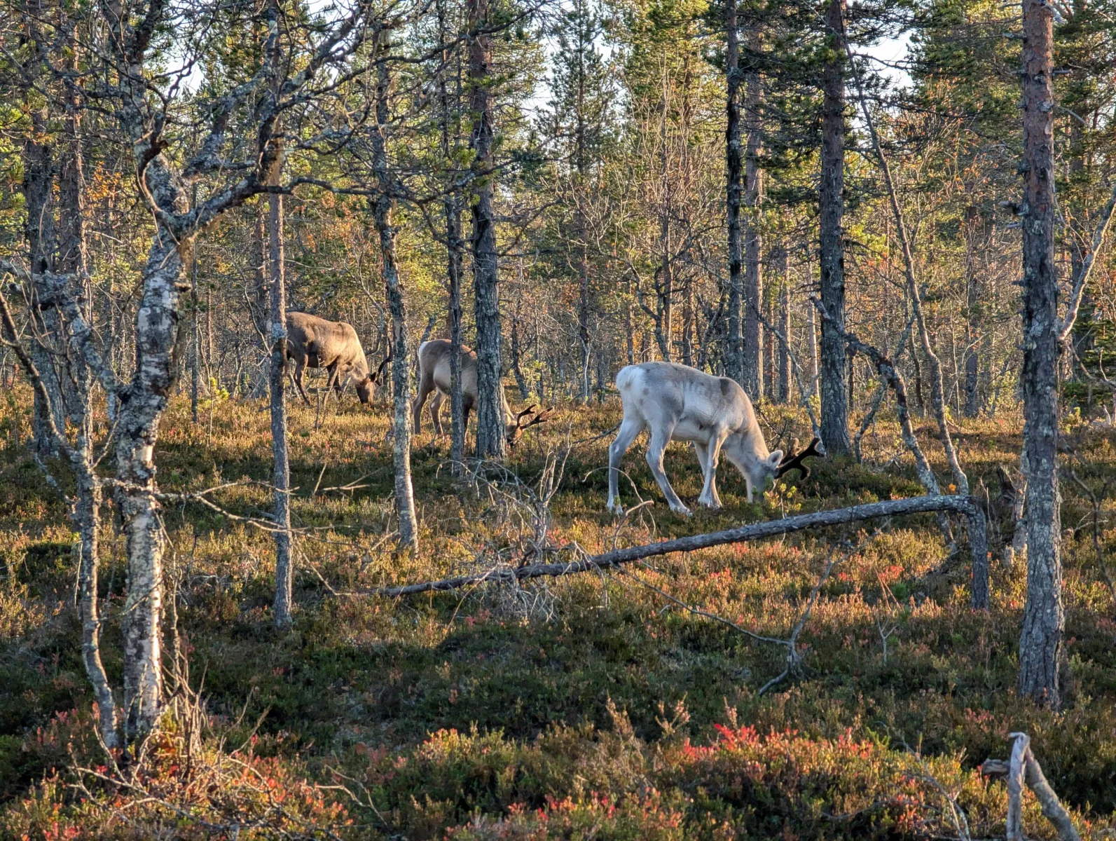 Urho kekkosen s Elzou - day 2 · Urho  Kekkosen kansallispuisto – fotka 5