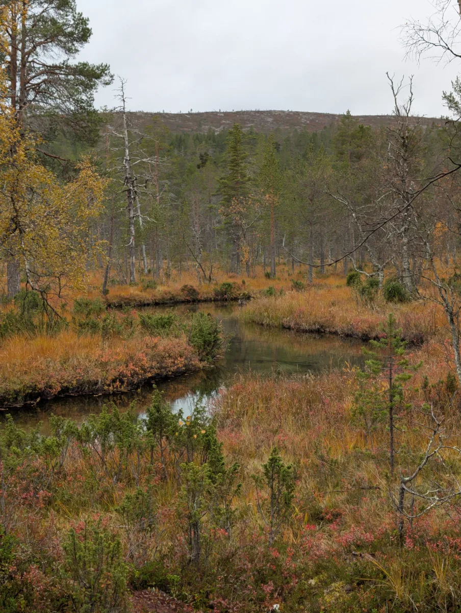 Urho Kekkosen s Elzou - day 6 · Urho  Kekkosen kansallispuisto – fotka 6