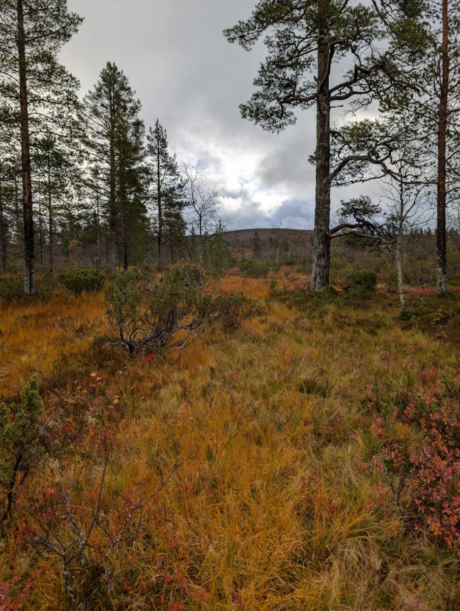 Urho Kekkosen s Elzou - day 7 · Urho  Kekkosen kansallispuisto – fotka 5