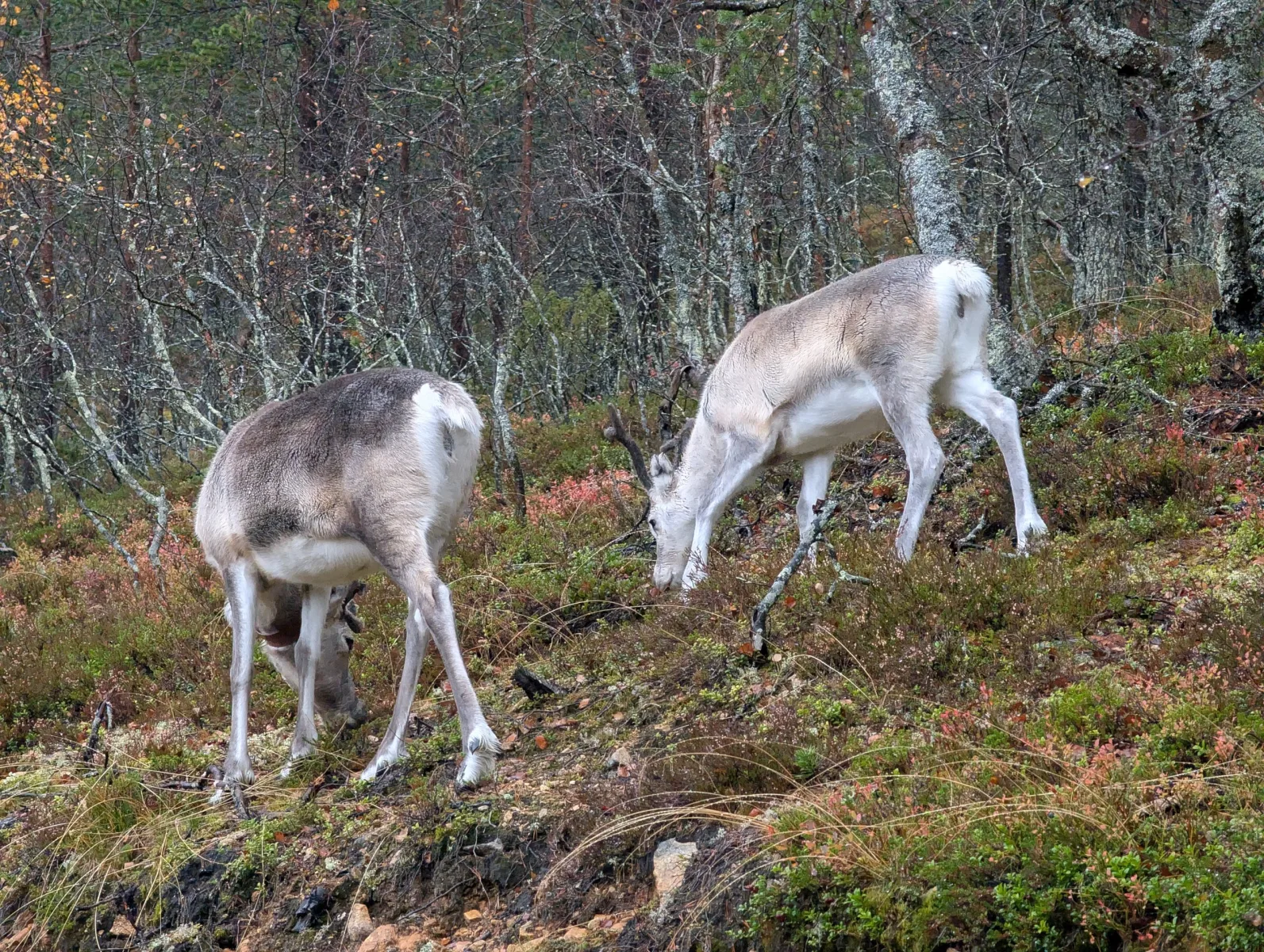 Urho Kekkosen s Elzou - day 7 · Urho  Kekkosen kansallispuisto – fotka 7