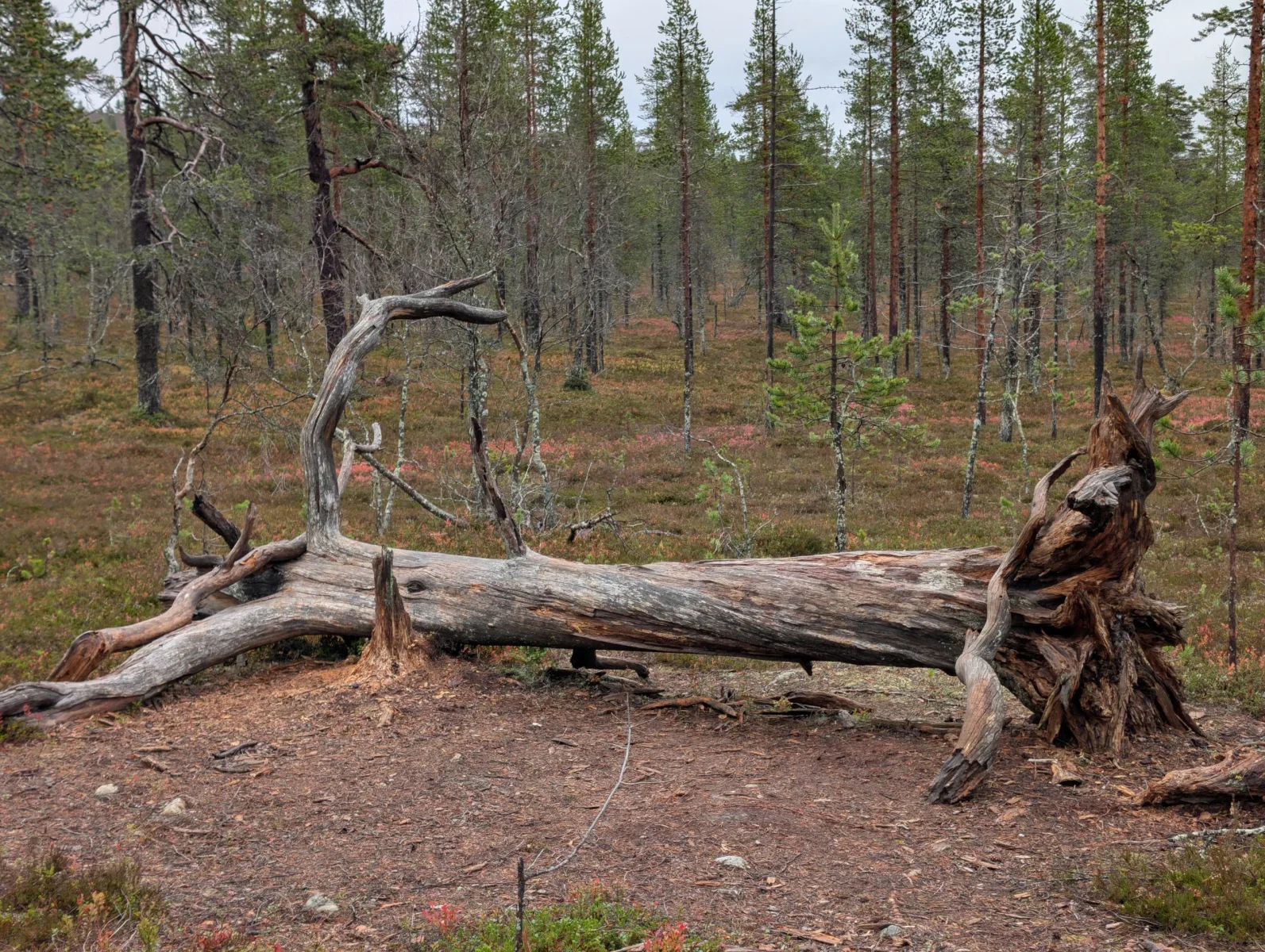 Urho Kekkosen s Elzou - day 8 · Urho  Kekkosen kansallispuisto – fotka 4