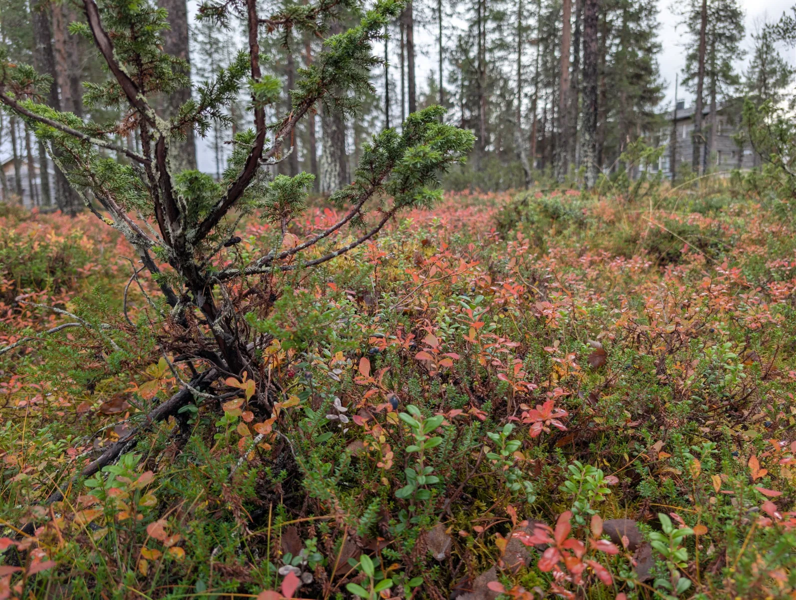 Urho Kekkosen s Elzou - day 9 a návrat · Urho  Kekkosen kansallispuisto – fotka 2