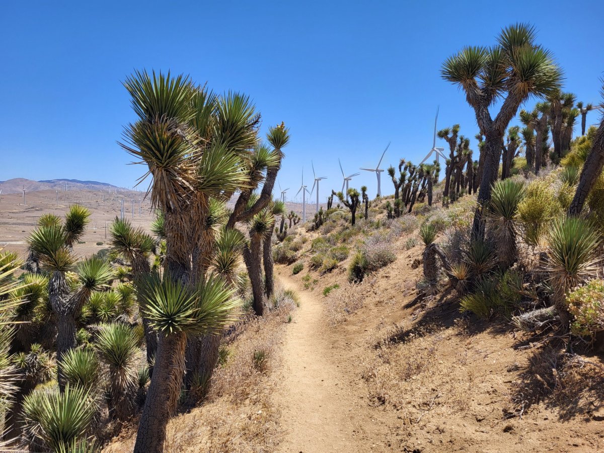 PCT day 38