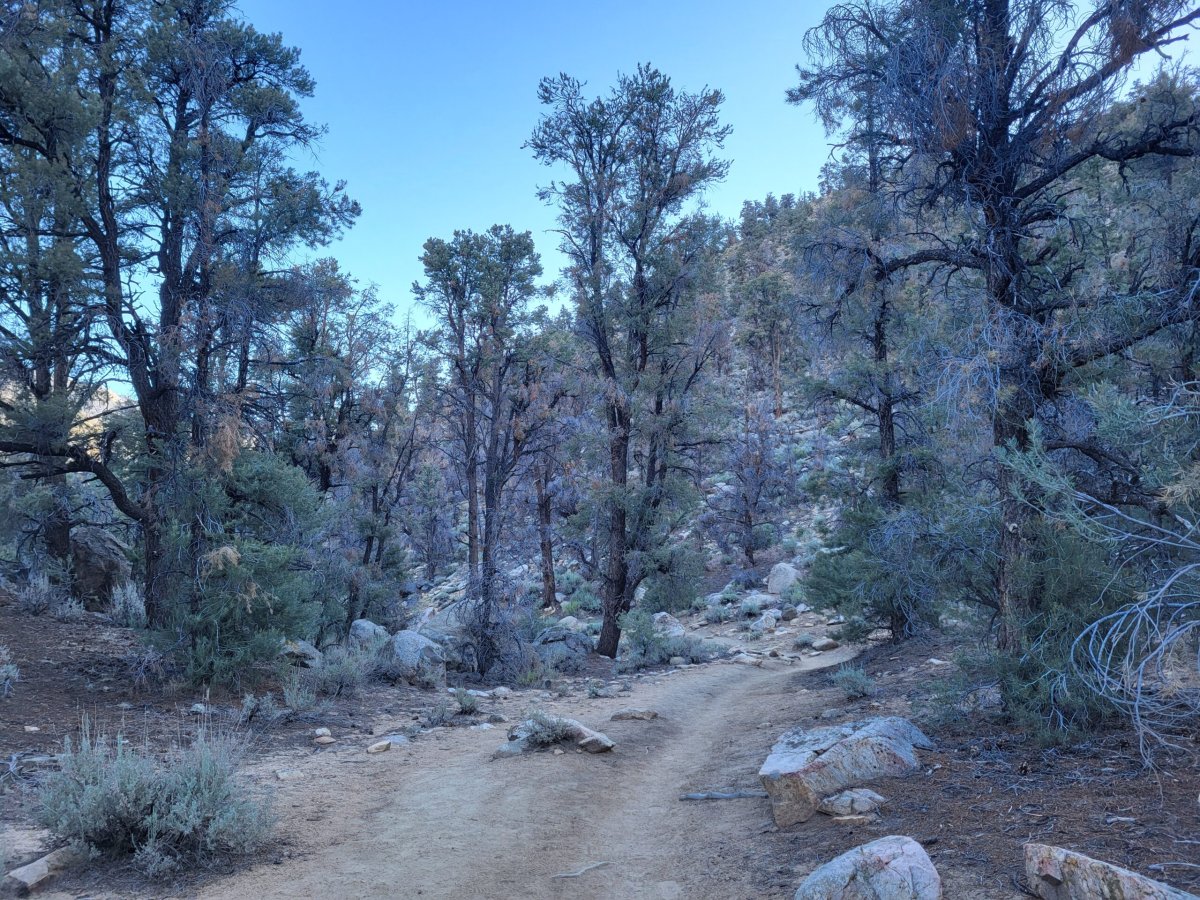 PCT day 50