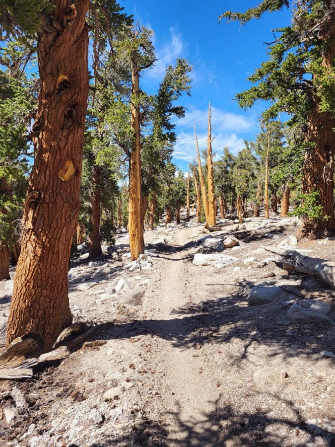 PCT day 51