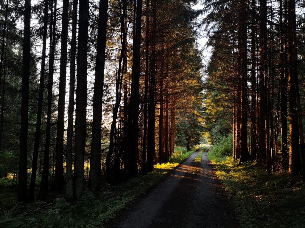 Šumavská nouzová nocoviště · jižní – fotka 3