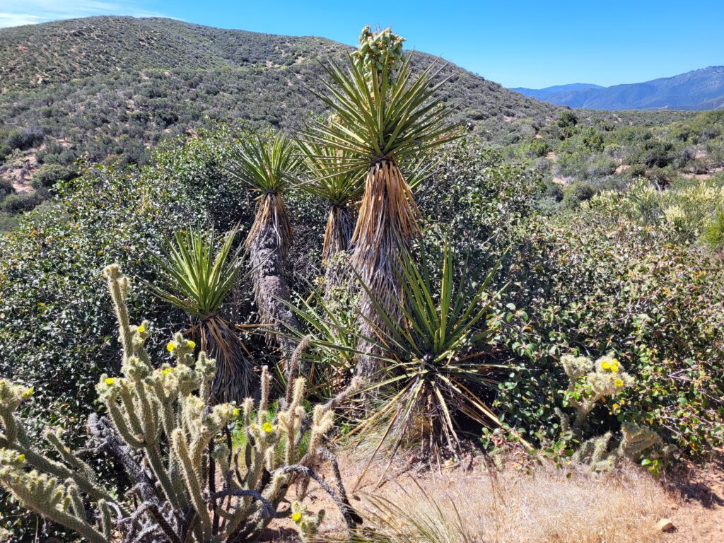 PCT day 7 · PCT class 2022 – fotka 8