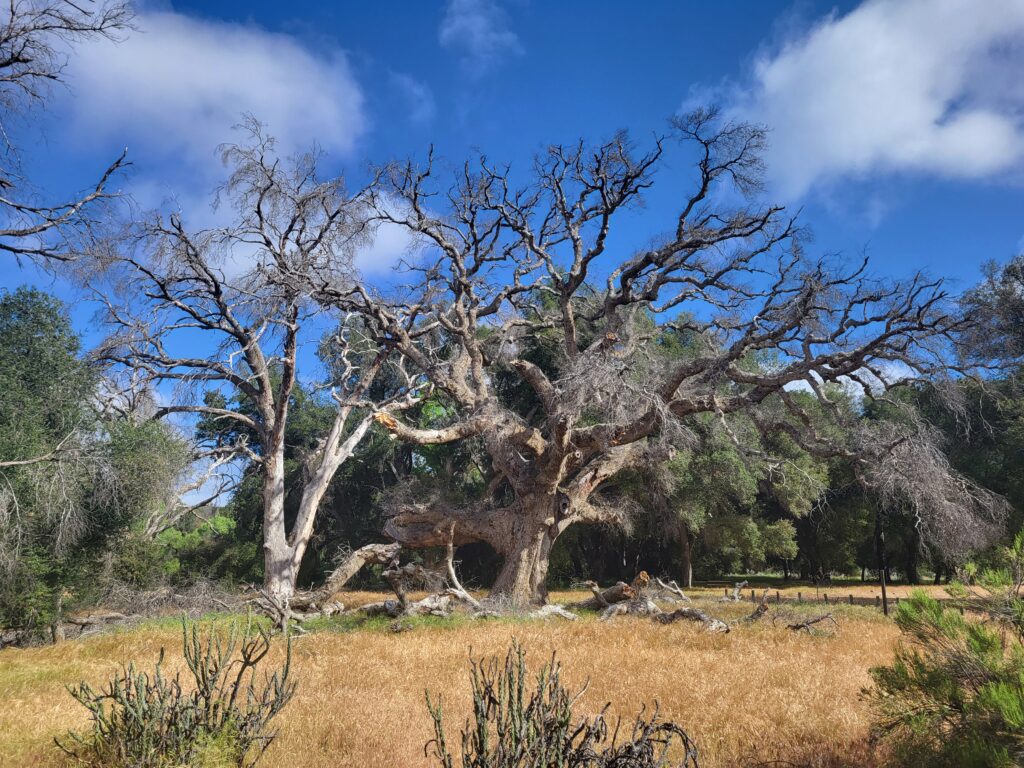 PCT day 9 · PCT class 2022 – fotka 1