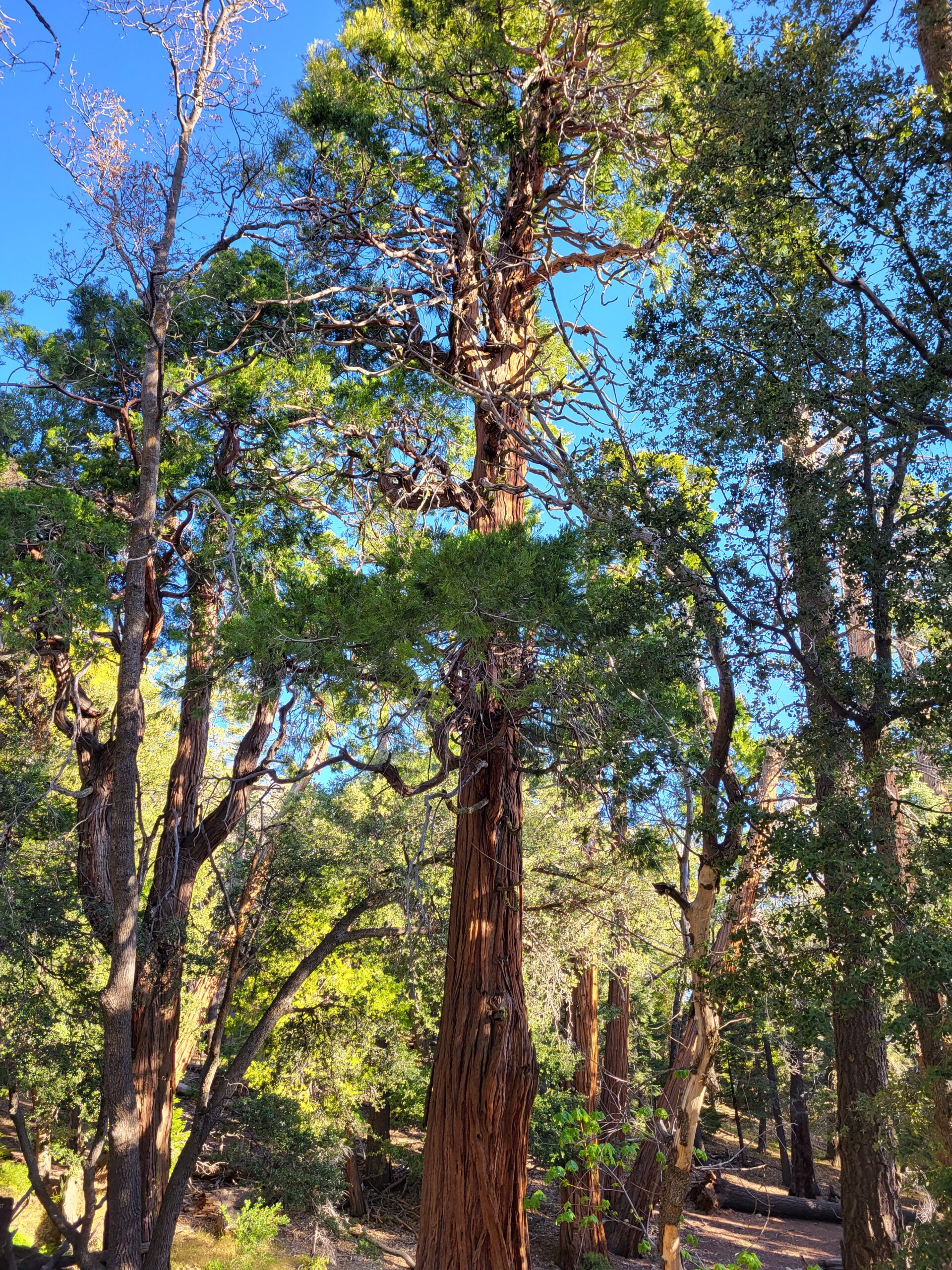 PCT day 13 · PCT class 2022 – fotka 1