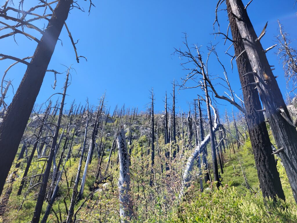 PCT day 13 · PCT class 2022 – fotka 3