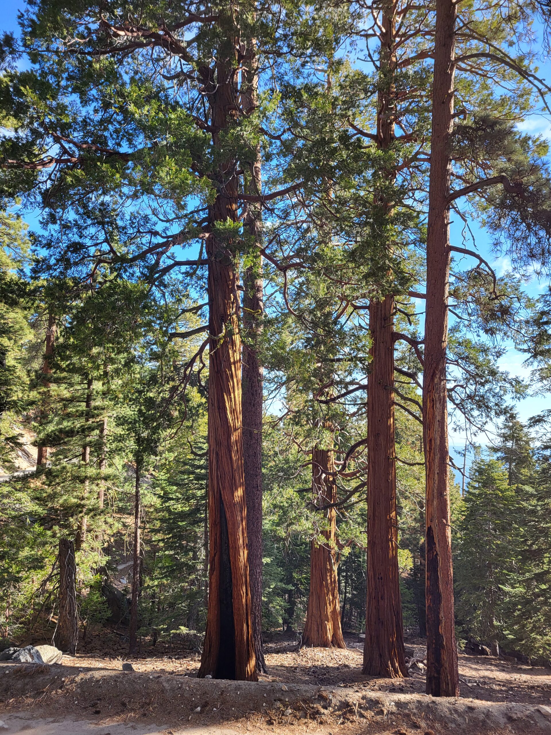 PCT day 15 · PCT class 2022 – fotka 4