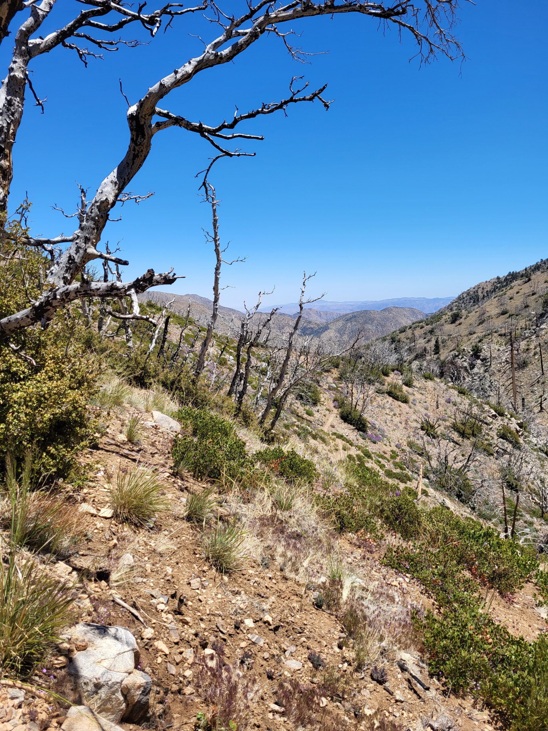 PCT day 17 · PCT class 2022 – fotka 3