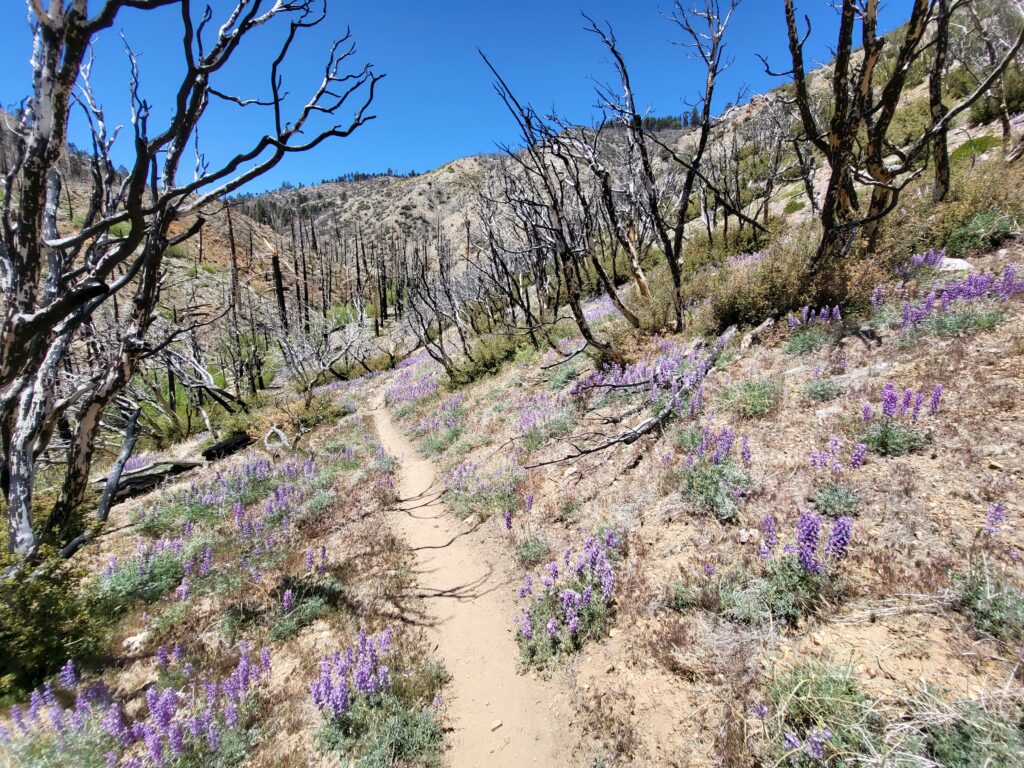 PCT day 17 · PCT class 2022 – fotka 2