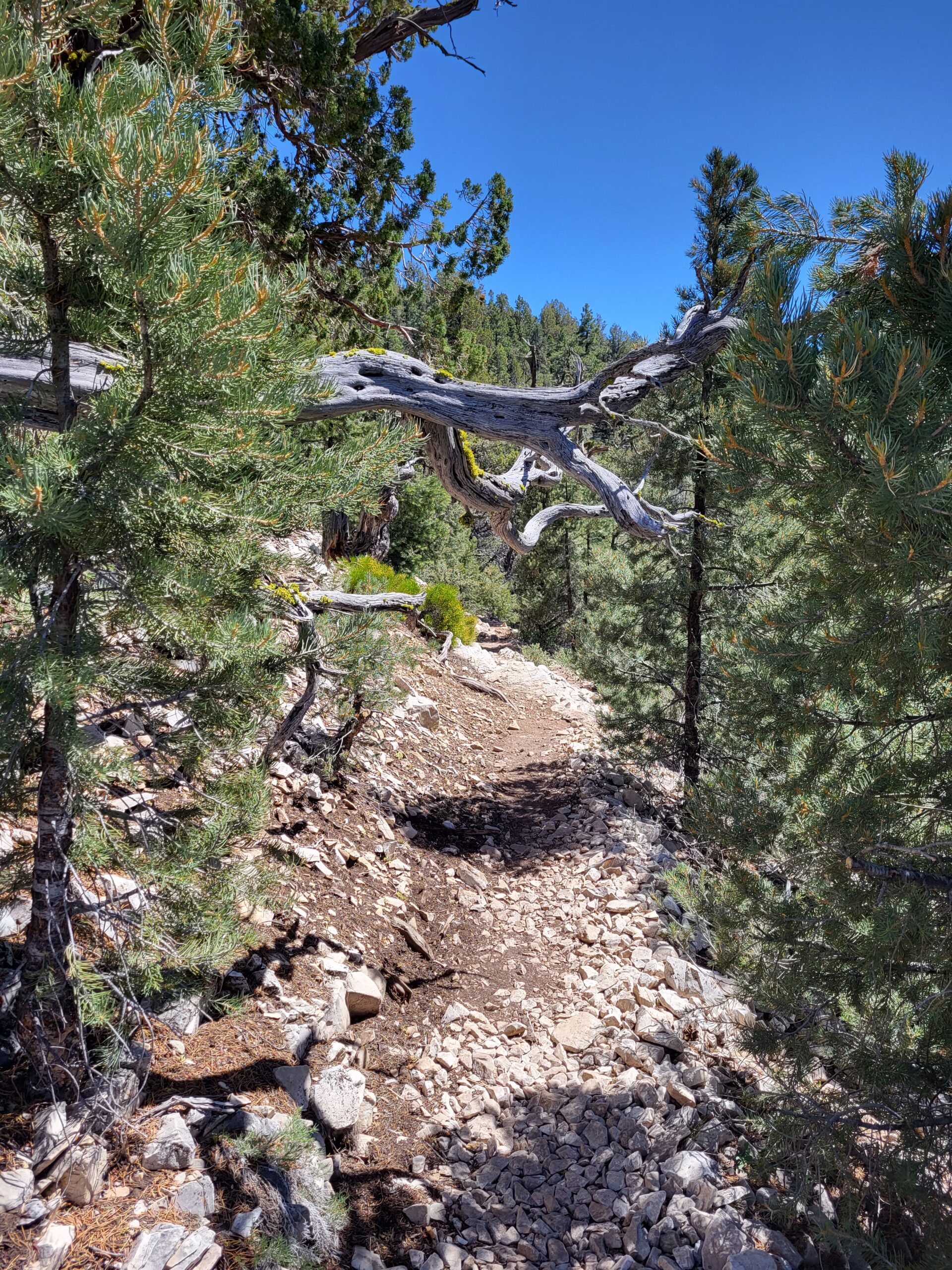 PCT day 21 · PCT class 2022 – fotka 5