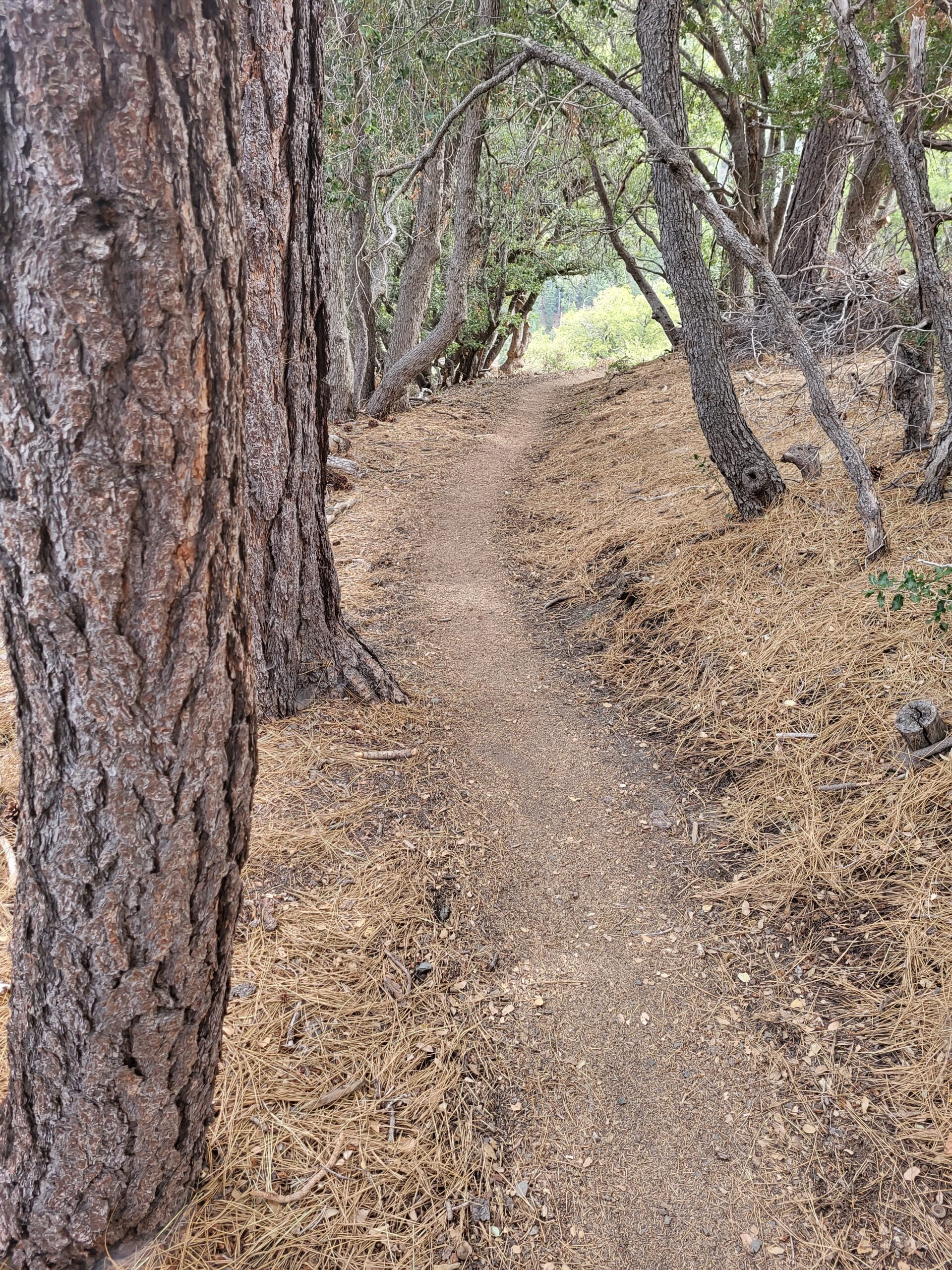 PCT day 27 · PCT class 2022 – fotka 8
