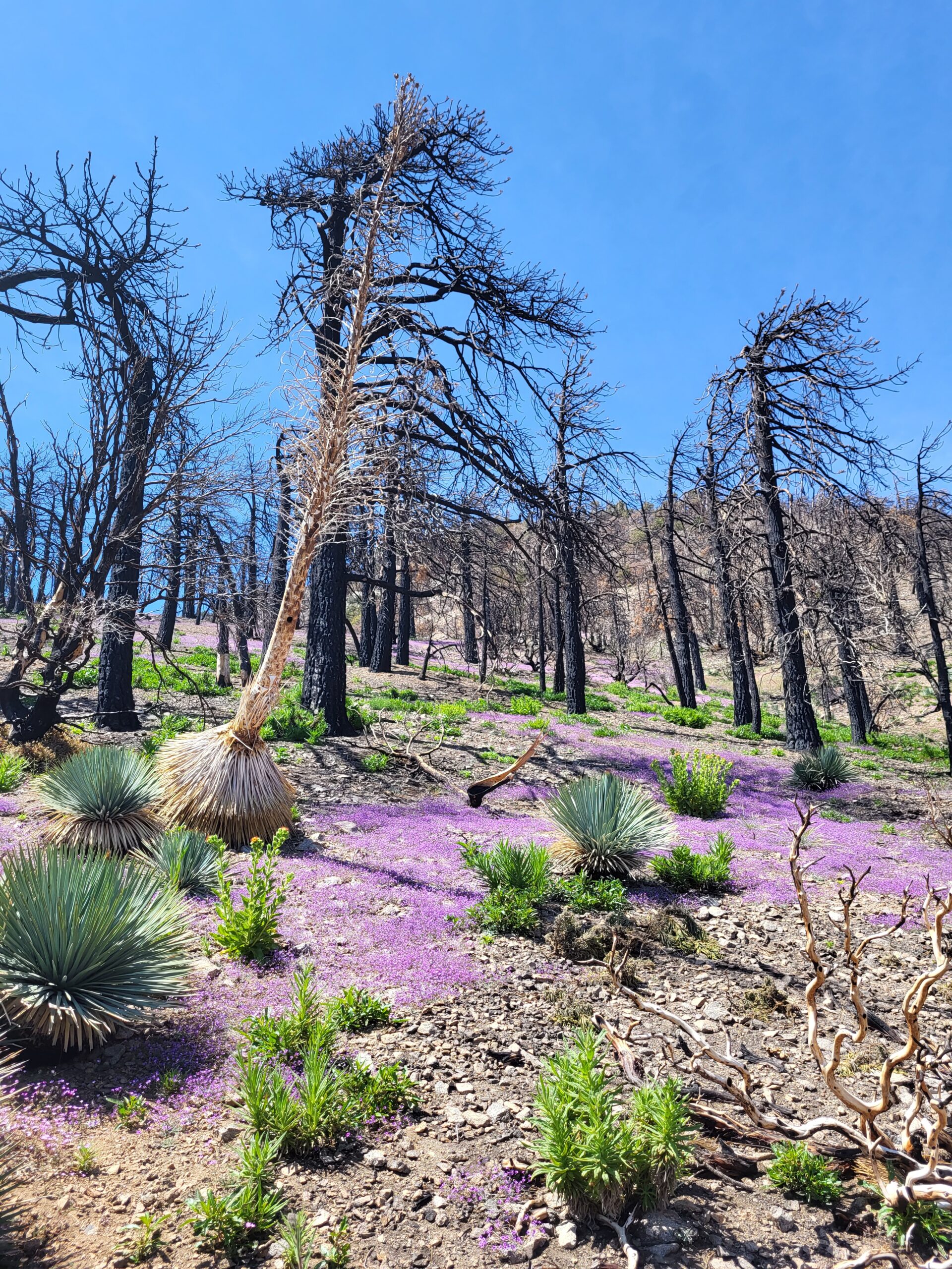 PCT day 28 · PCT class 2022 – fotka 9