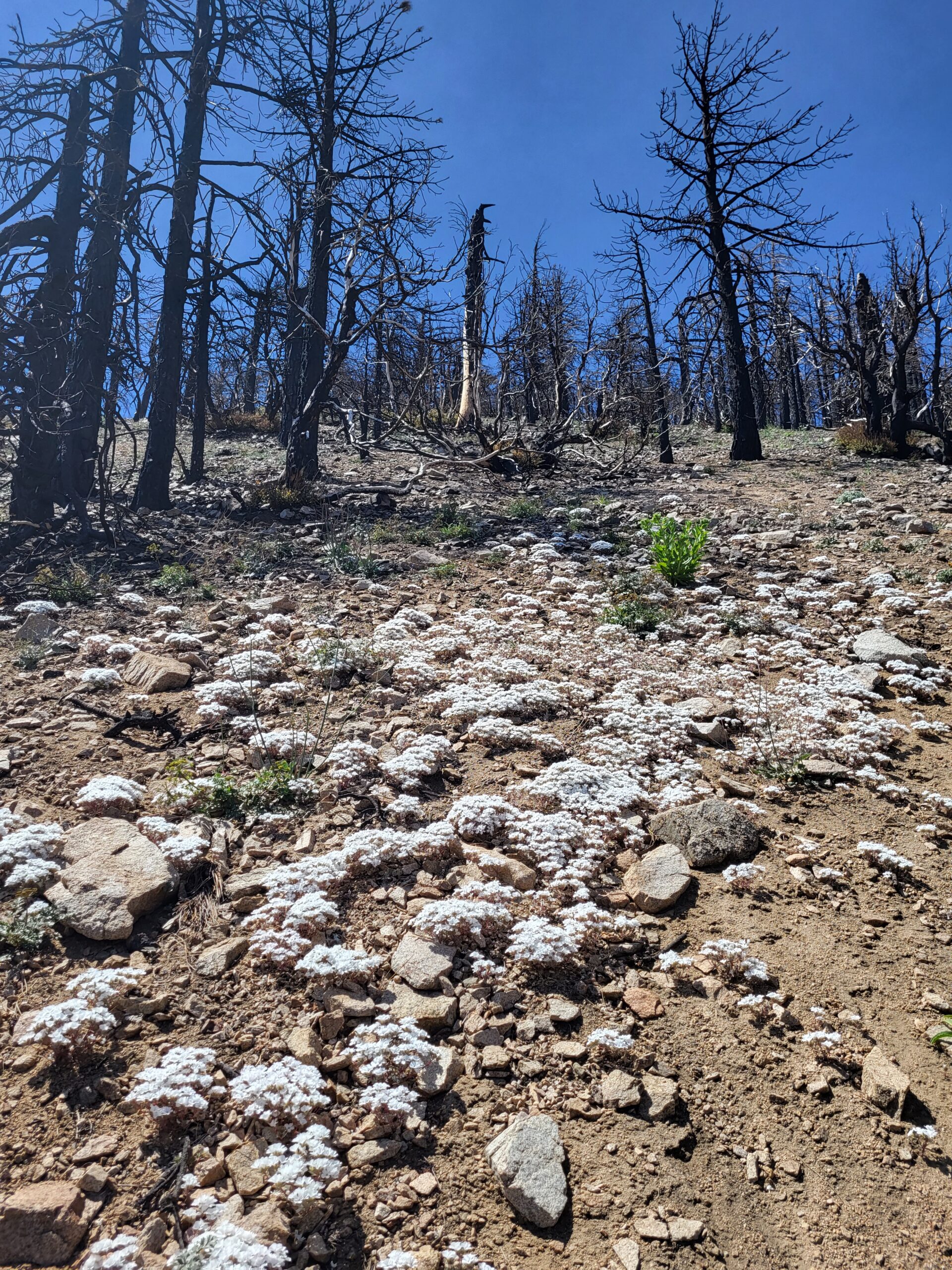 PCT day 28 · PCT class 2022 – fotka 12