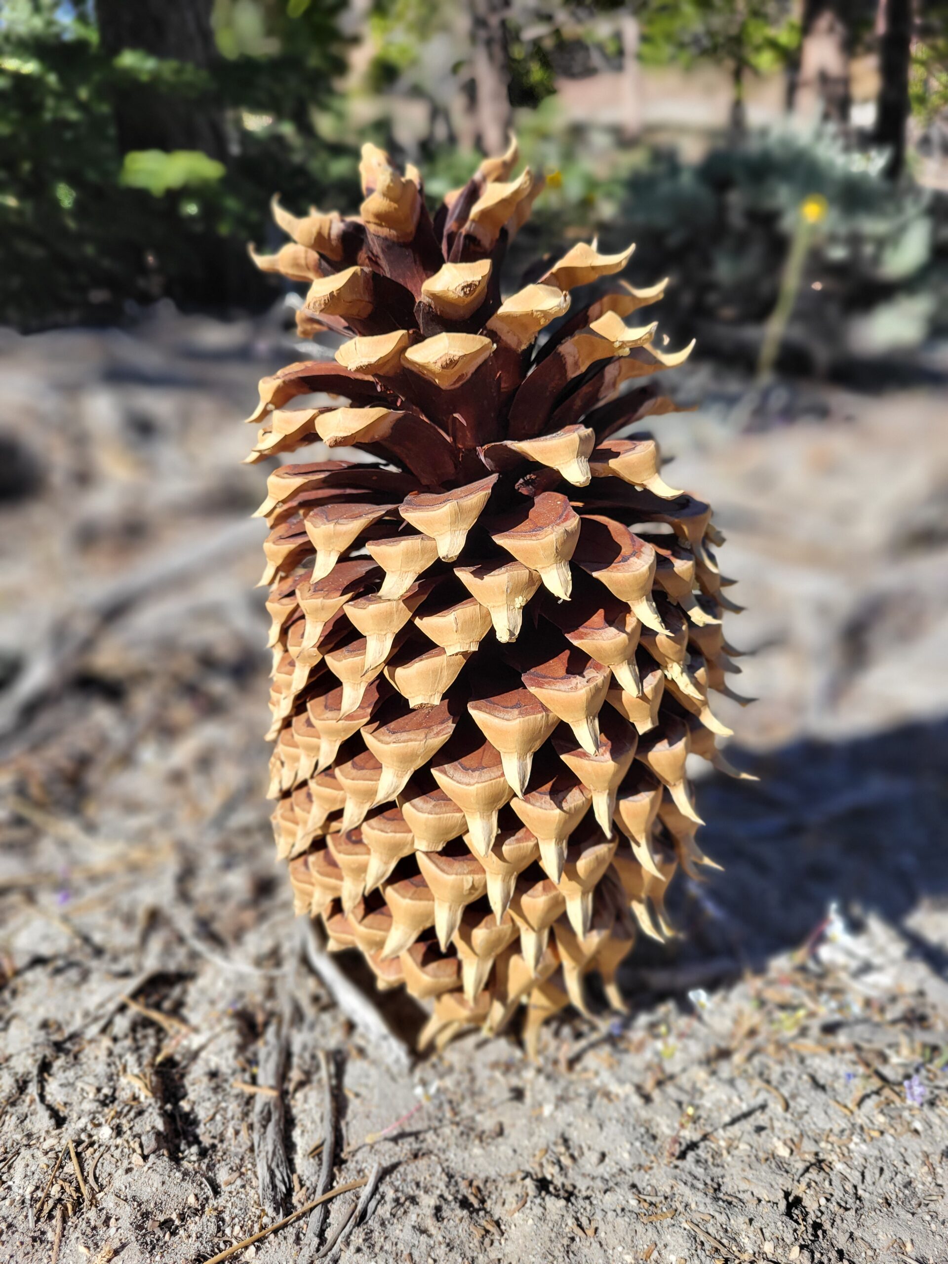 PCT day 29 · PCT class 2022 – fotka 3