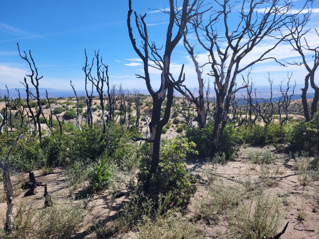 PCT day 35 · PCT class 2022 – fotka 3