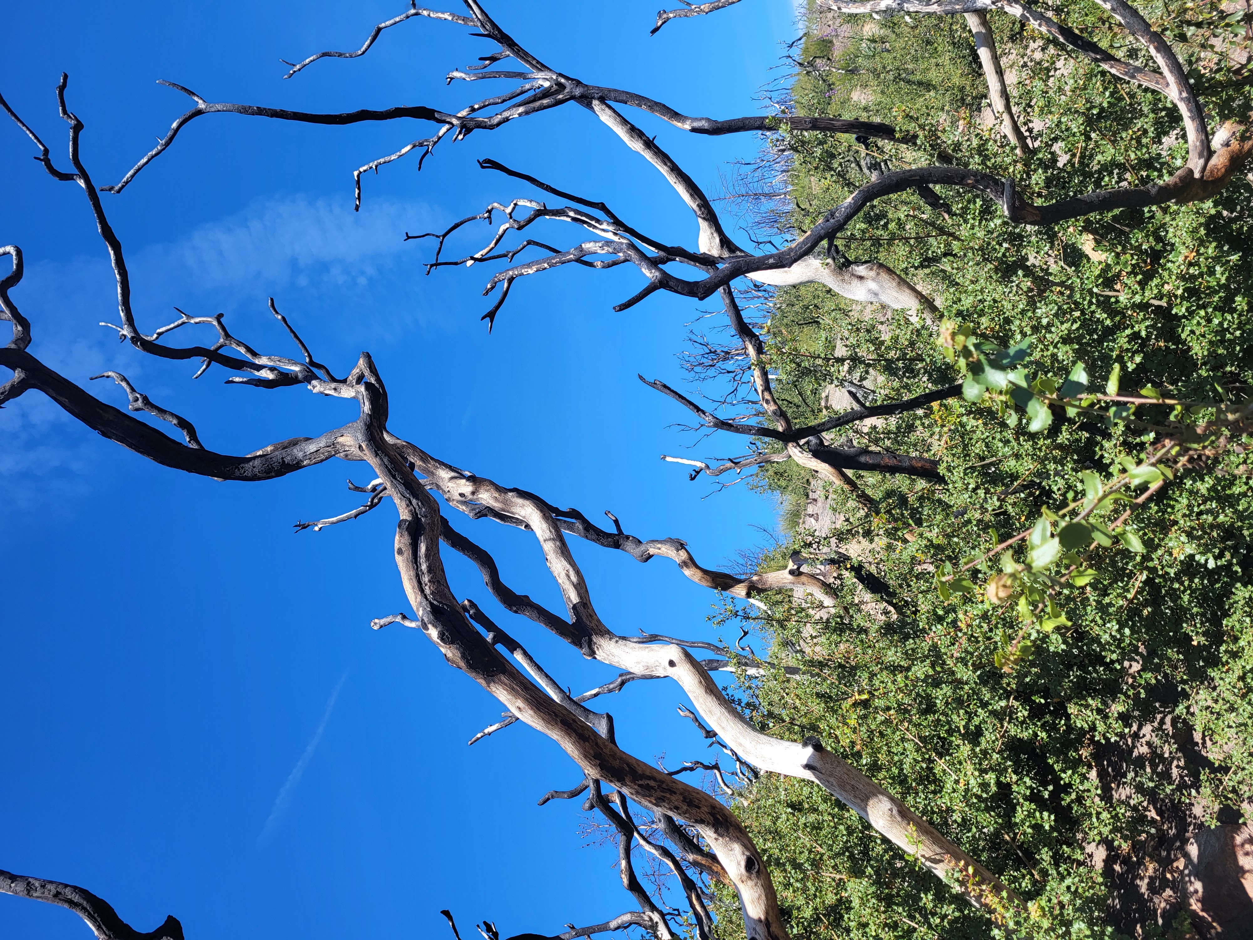 PCT day 35 · PCT class 2022 – fotka 8
