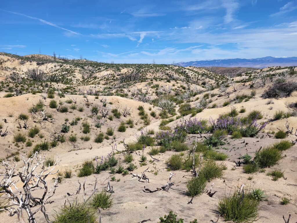 PCT day 35 · PCT class 2022 – fotka 6