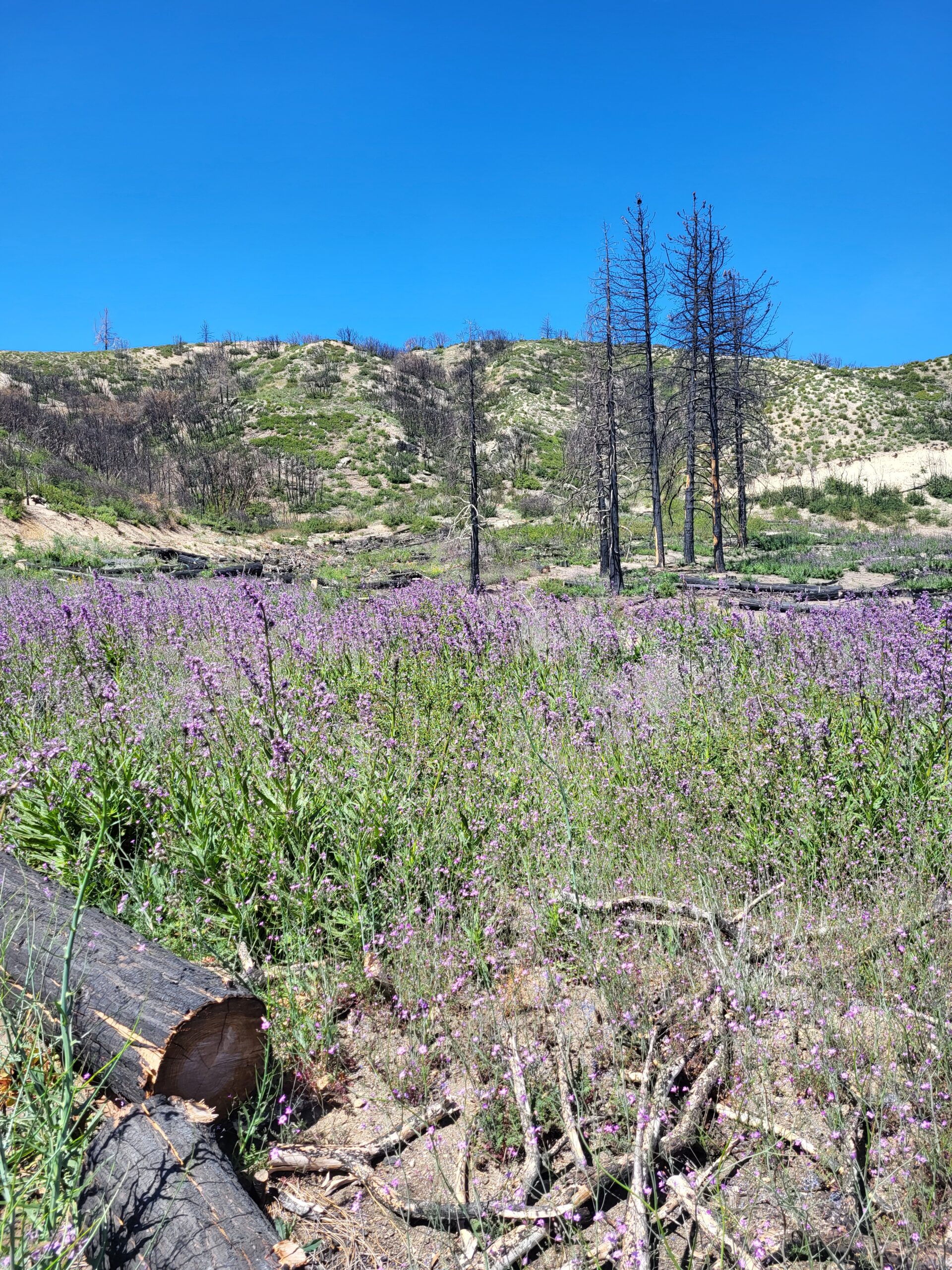 PCT day 35 · PCT class 2022 – fotka 7
