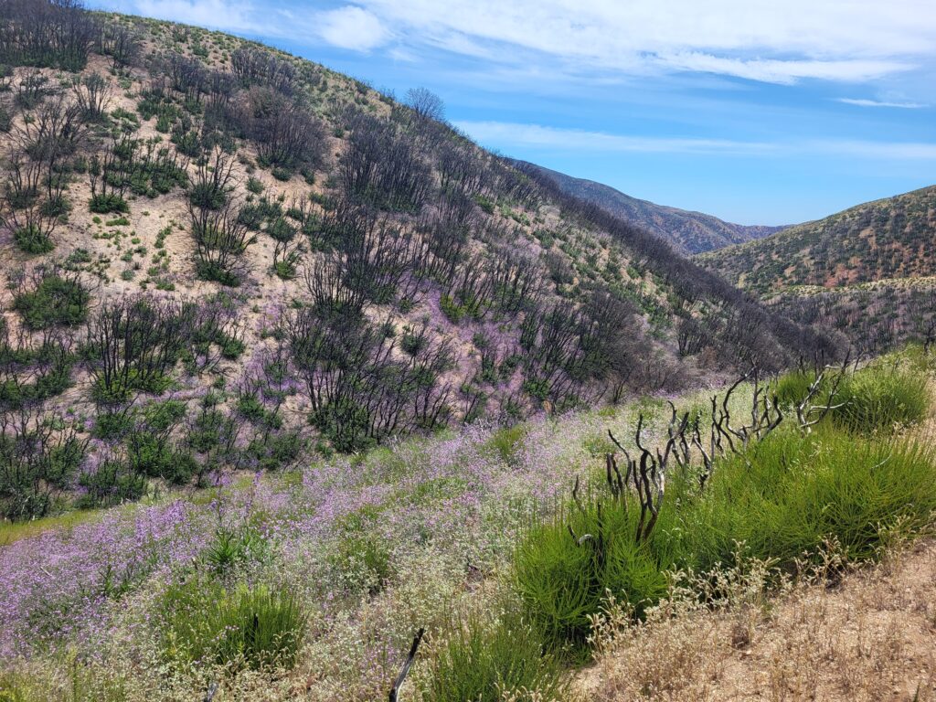 PCT day 35 · PCT class 2022 – fotka 4