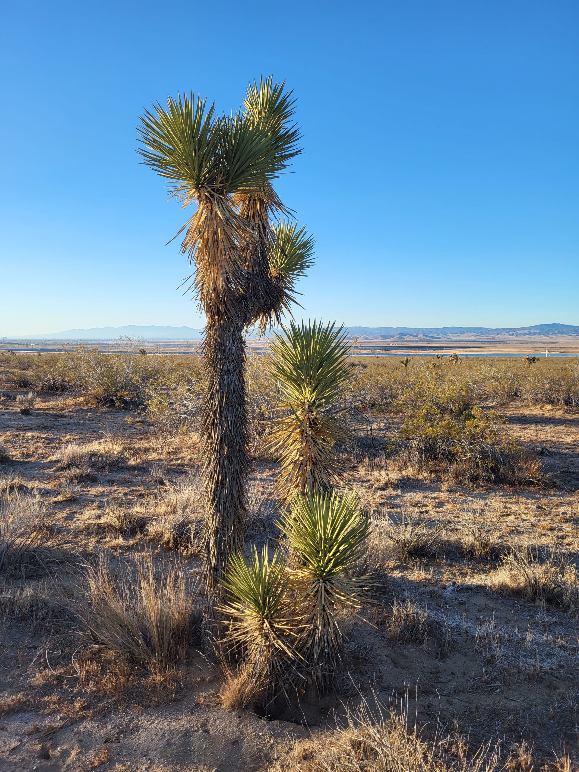 PCT day 37 · PCT class 2022 – fotka 4