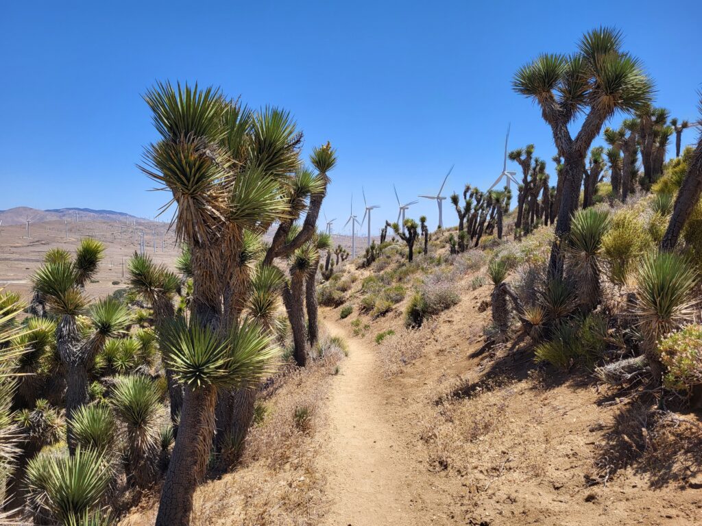 PCT day 38 · PCT class 2022 – fotka 3