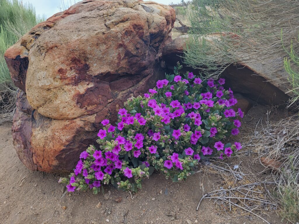 PCT day 48 · PCT class 2022 – fotka 4