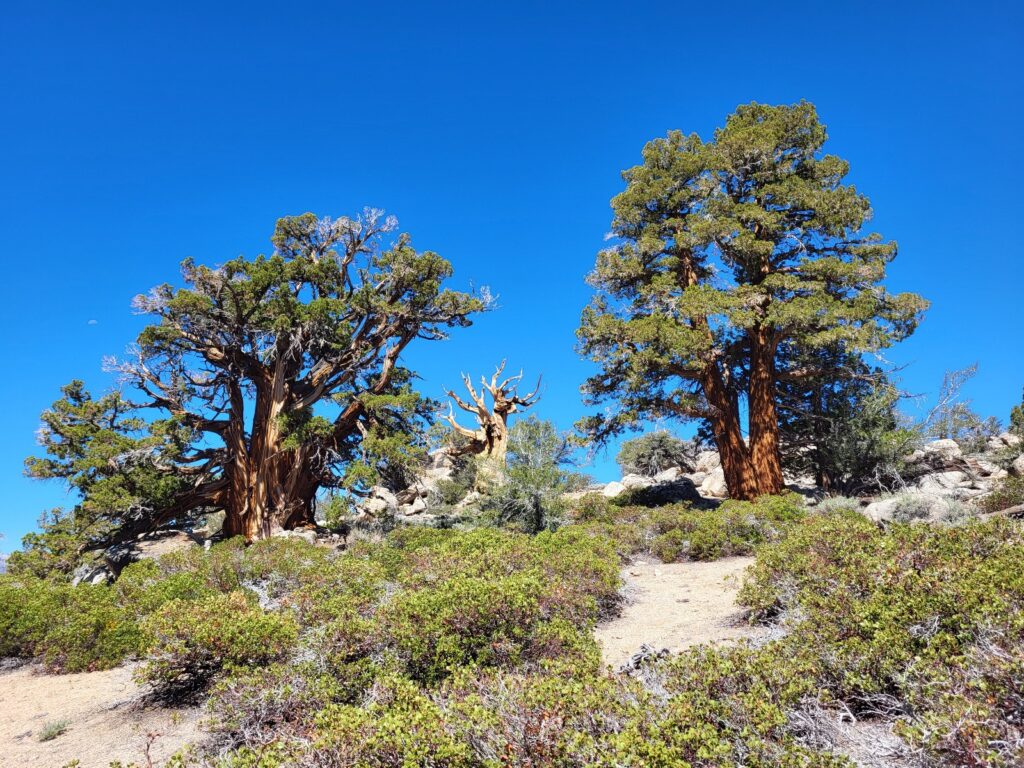 PCT day 51 · PCT class 2022 – fotka 2