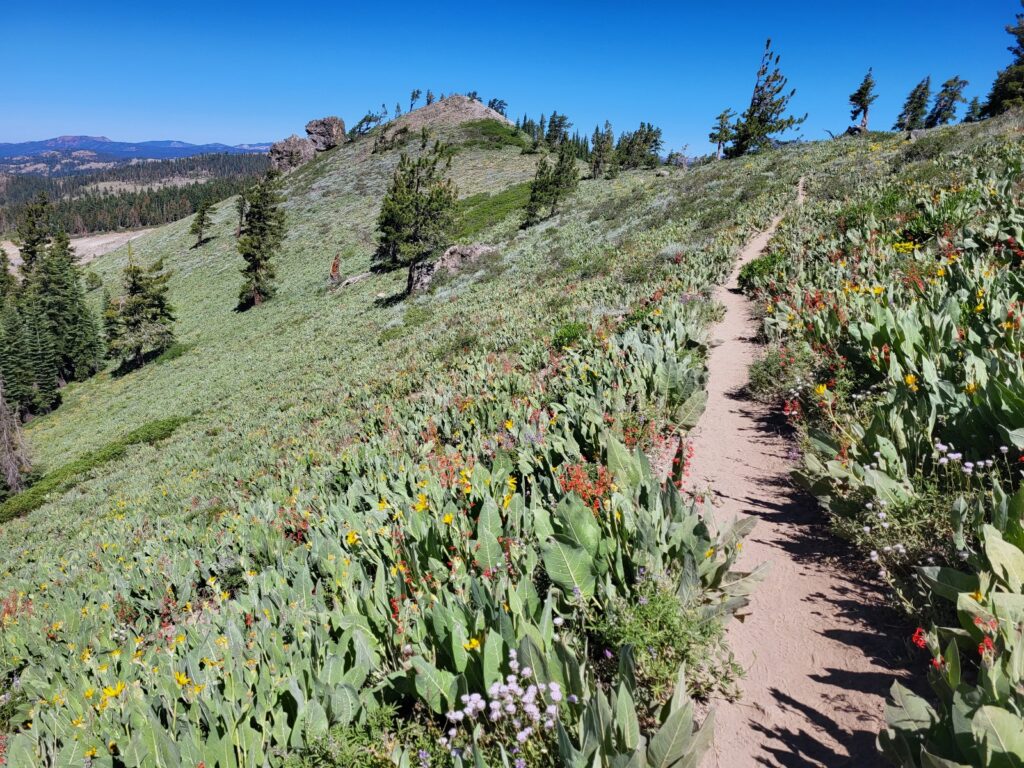 PCT day 83 · PCT class 2022 – fotka 3