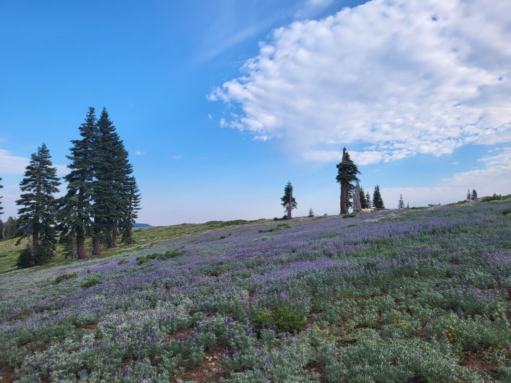 PCT day 88 · PCT class 2022 – fotka 2