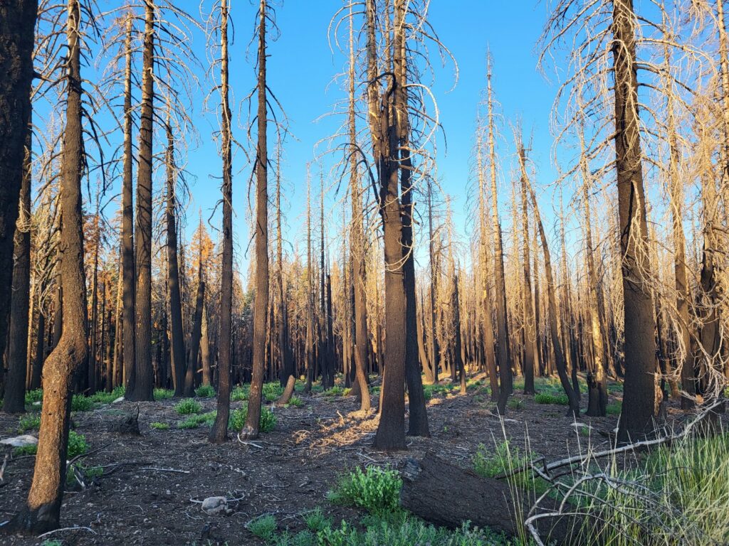 PCT day 89 · PCT class 2022 – fotka 2
