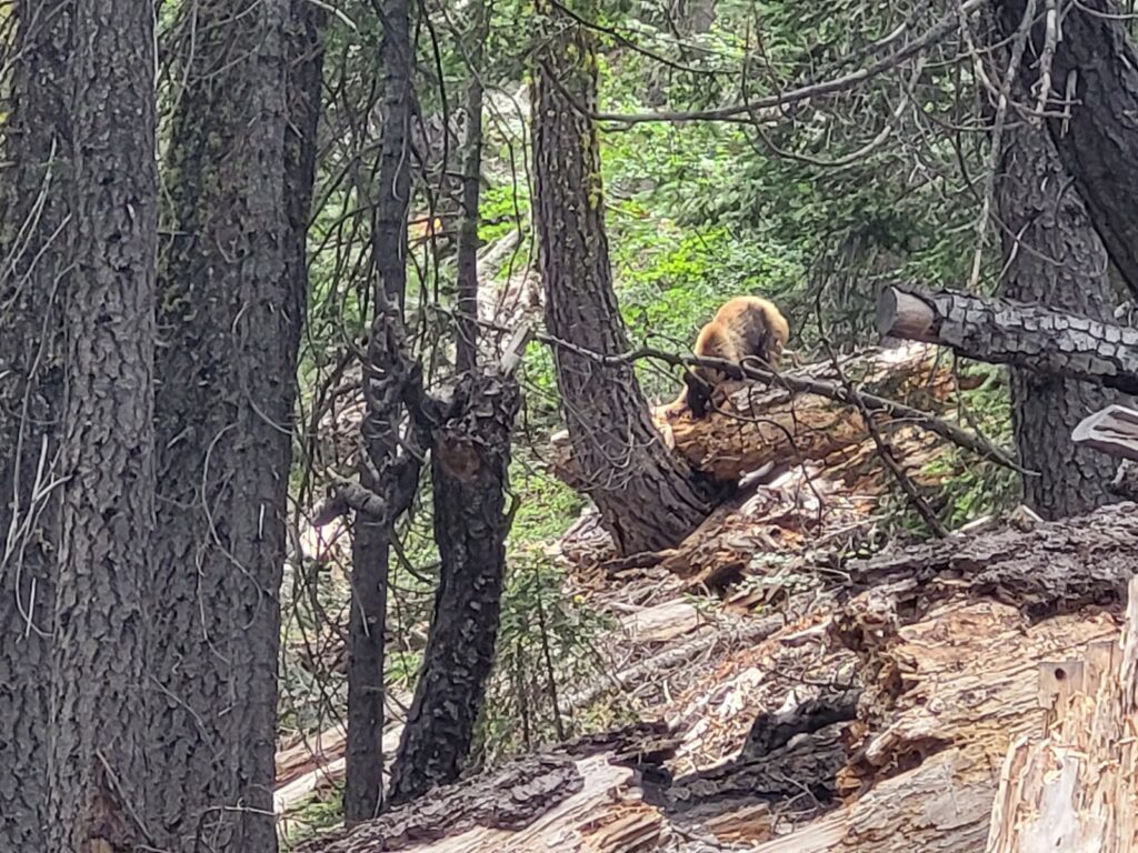 PCT day 92 · PCT class 2022 – fotka 3