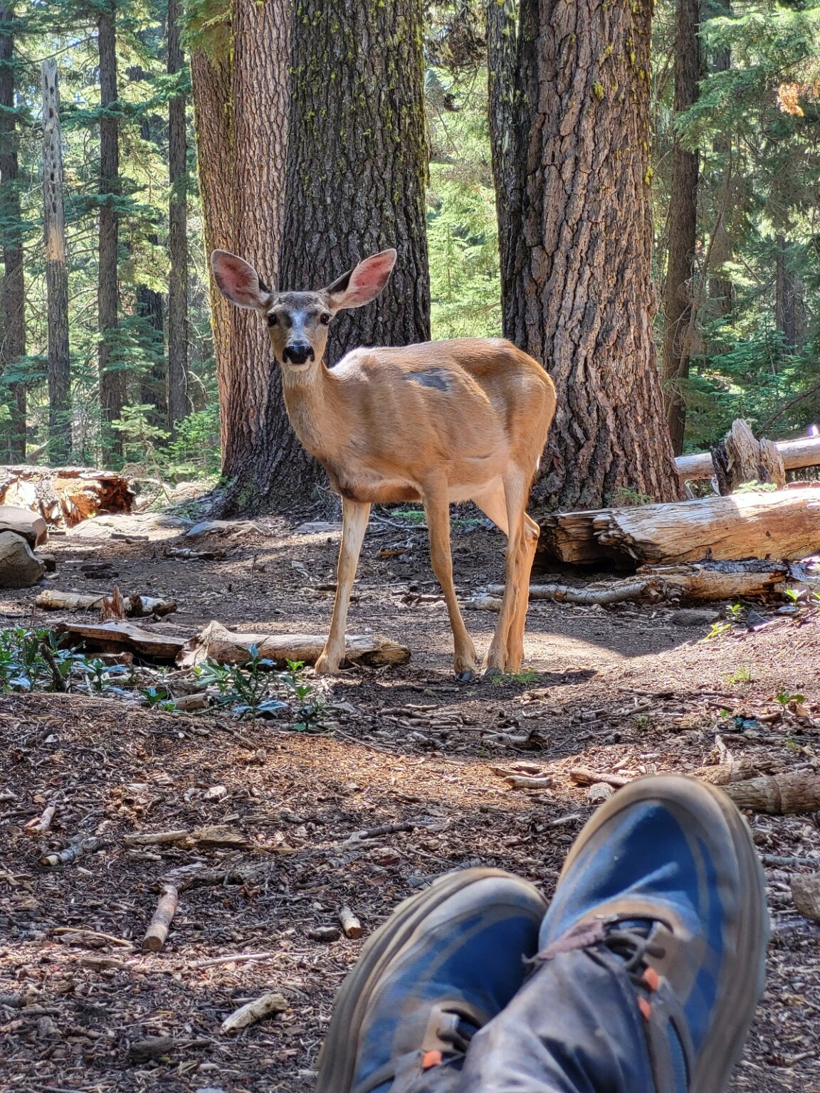 PCT day 111 · PCT class 2022 – fotka 6