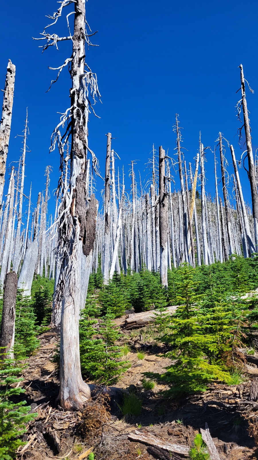 PCT day 112 · PCT class 2022 – fotka 6