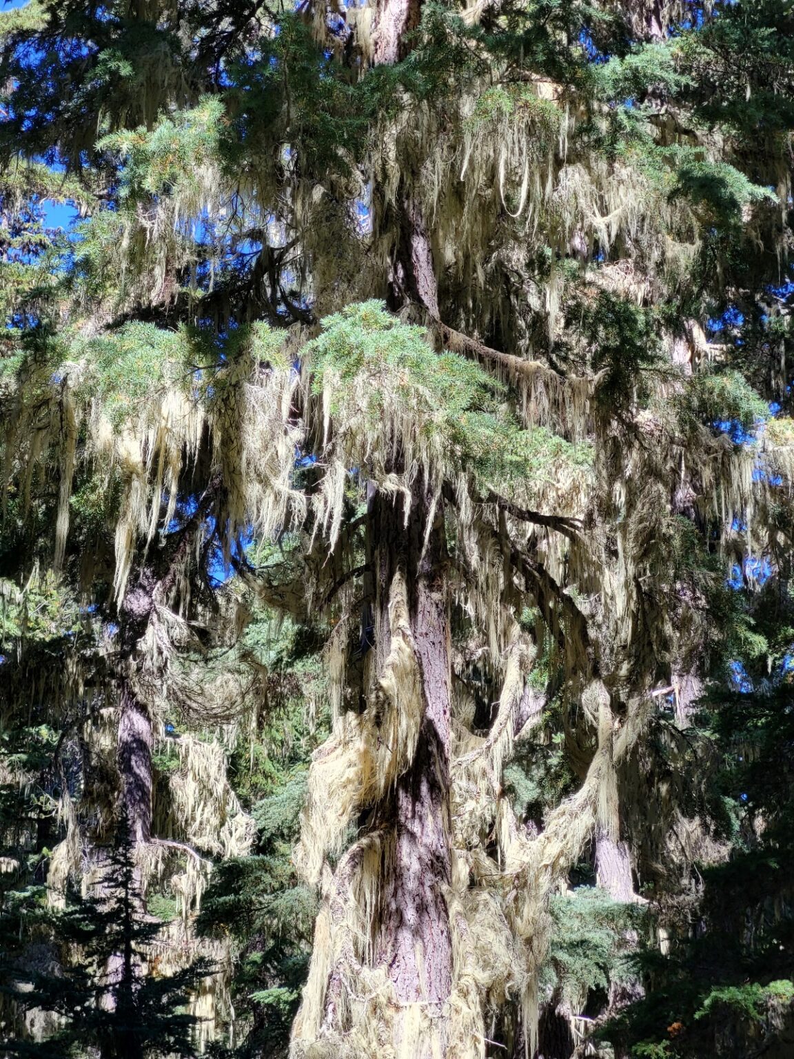 PCT day 116 · PCT class 2022 – fotka 2