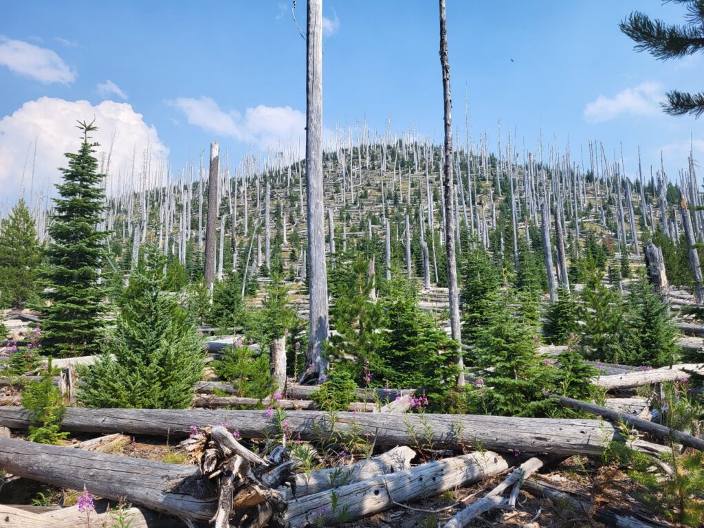 PCT day 116 · PCT class 2022 – fotka 4