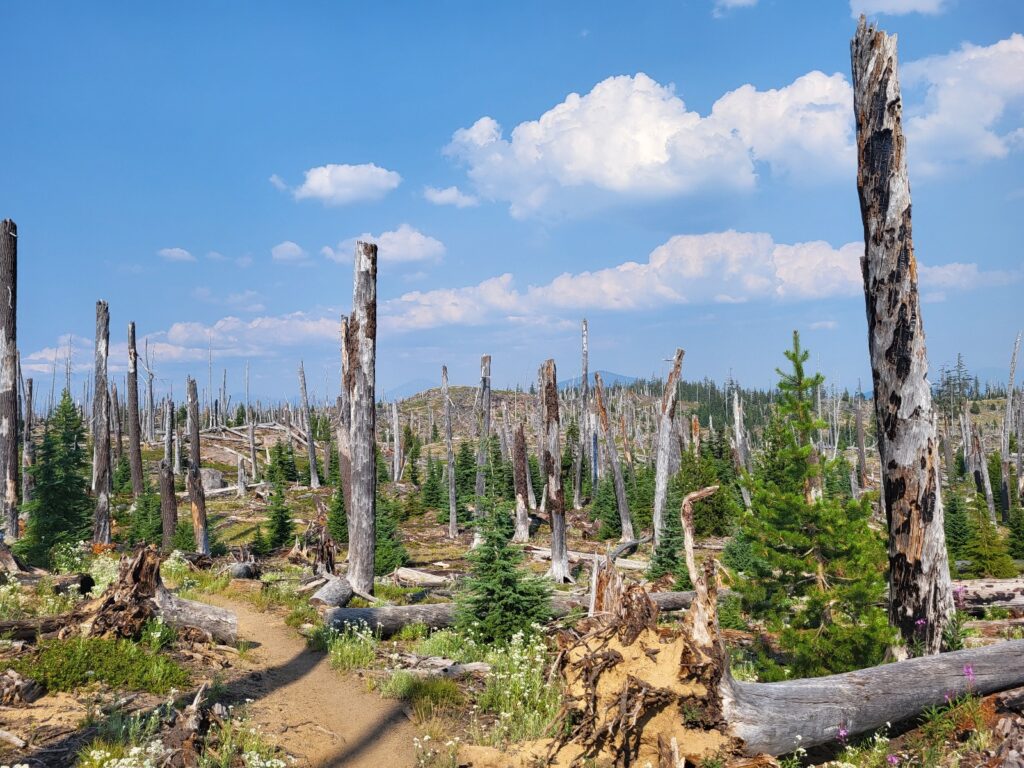PCT day 116 · PCT class 2022 – fotka 5