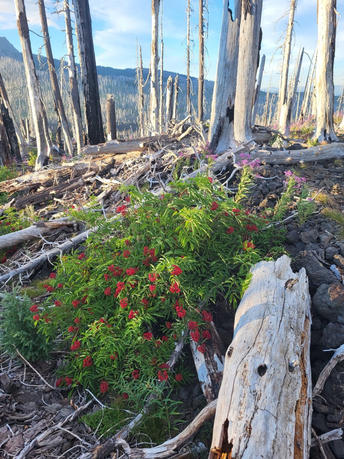 PCT day 118 · PCT class 2022 – fotka 14