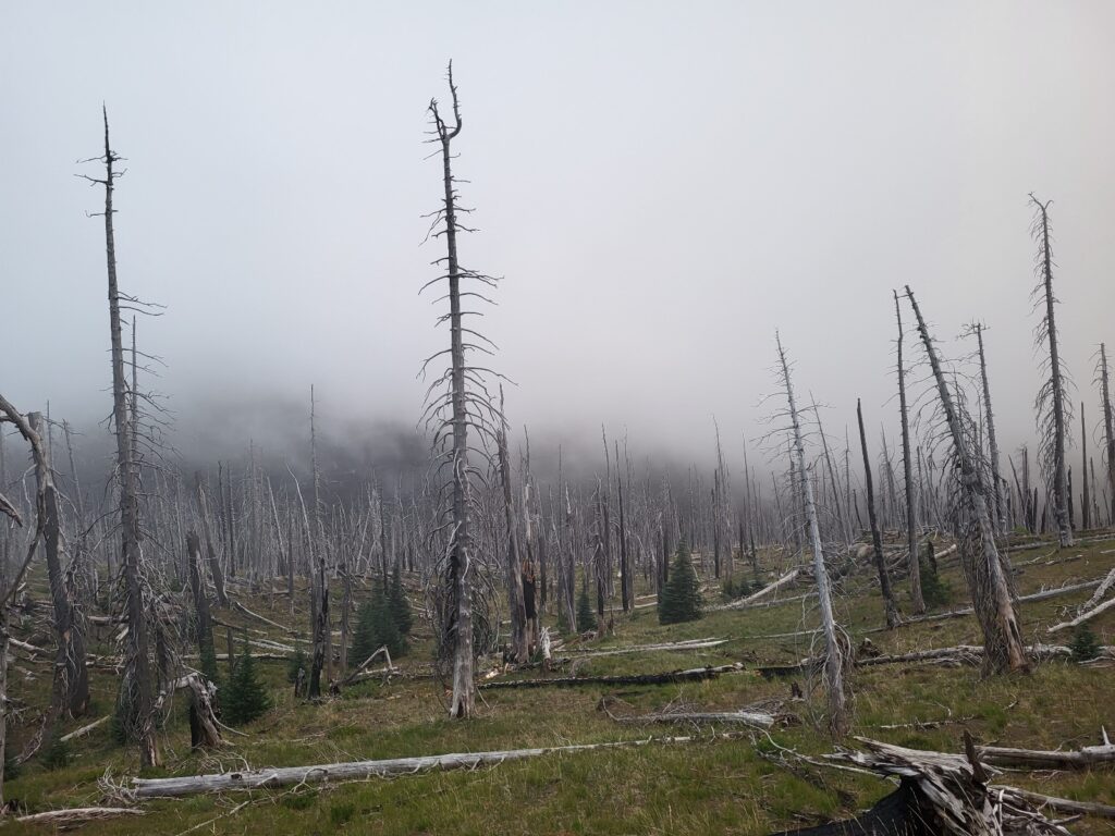 PCT day 119 · PCT class 2022 – fotka 3
