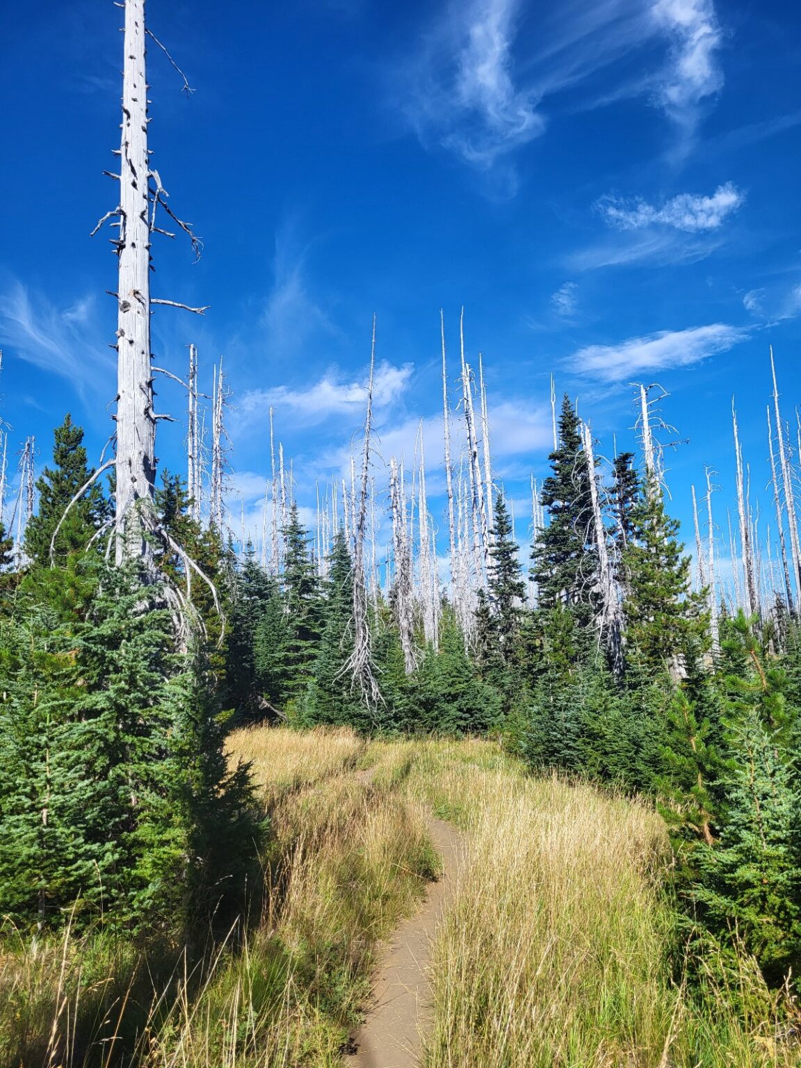 PCT day 119 · PCT class 2022 – fotka 11