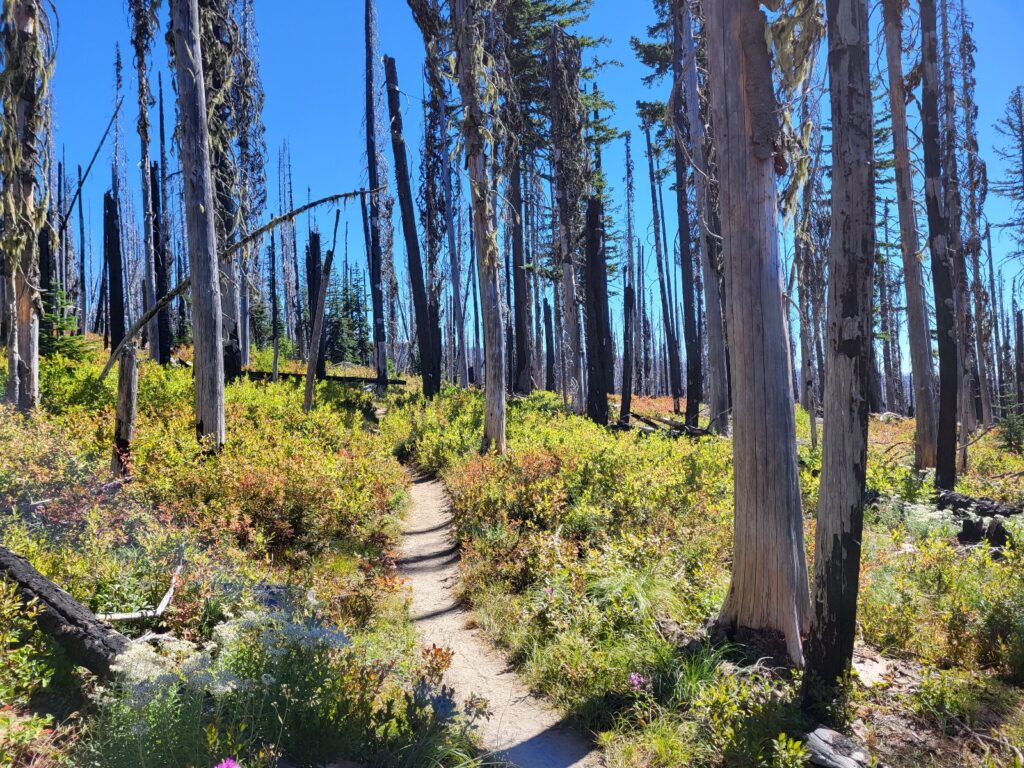 PCT day 131 · PCT class 2022 – fotka 1