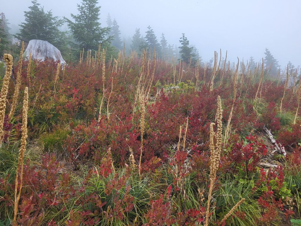 PCT day 137 · PCT class 2022 – fotka 2