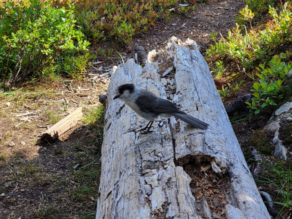 PCT day 141 · PCT class 2022 – fotka 3