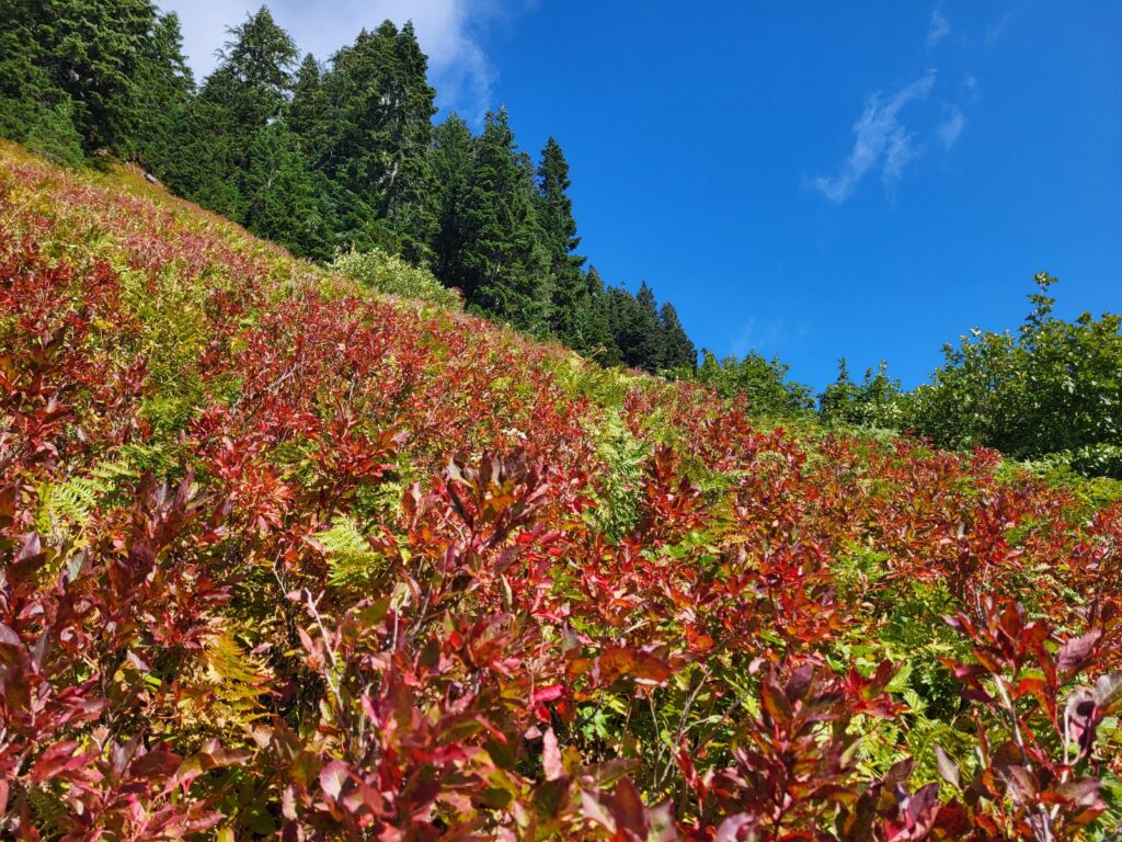 PCT day 145 · PCT class 2022 – fotka 6