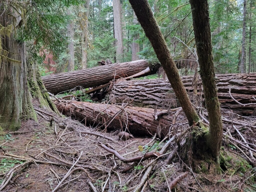 PCT day 148 · PCT class 2022 – fotka 1